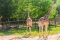 Pair of giraffe portrait seeing necks and heads on green leaves background Royalty Free Stock Photo