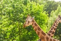 Pair of giraffe portrait seeing necks and heads on green leaves background Royalty Free Stock Photo