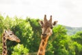 Pair of giraffe portrait seeing necks and heads on green leaves background Royalty Free Stock Photo