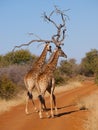 A Pair of Giraffe taking a stroll Royalty Free Stock Photo