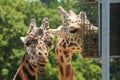 Closeup of the heads of two giraffes