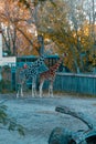 A pair of giraffes in an eco zoo in Rome Royalty Free Stock Photo