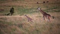 Pair of giraffes running on a field in Masai Mara, Kenya