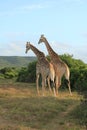Pair of Giraffes walking away Royalty Free Stock Photo