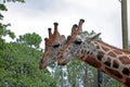 A Pair of Girrafes at the Naples Zoo