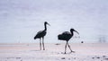 Pair of glossy ibis waterfowl, latin name Plegadis falcinellus, searching for food in the shallow lagoon Royalty Free Stock Photo