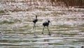 Pair of glossy ibis waterfowl, latin name Plegadis falcinellus, searching for food in the shallow lagoon Royalty Free Stock Photo