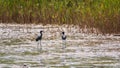 Pair of glossy ibis waterfowl, latin name Plegadis falcinellus, searching for food in the shallow lagoon Royalty Free Stock Photo