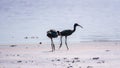 Pair of glossy ibis waterfowl, latin name Plegadis falcinellus, searching for food in the shallow lagoon Royalty Free Stock Photo