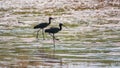 Pair of glossy ibis waterfowl, latin name Plegadis falcinellus, searching for food in the shallow lagoon Royalty Free Stock Photo