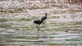 Pair of glossy ibis waterfowl, latin name Plegadis falcinellus, searching for food in the shallow lagoon Royalty Free Stock Photo