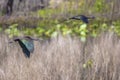Pair Of Glossy Ibises Flying In A Prairie