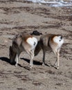 Pair of Goa Procapra picticaudata, also known as the Tibetan gazelle, observed near Gurudongmar Lake