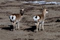 Pair of Goa Procapra picticaudata, also known as the Tibetan gazelle, observed near Gurudongmar Lake