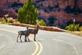 Pair of goats crossing curving road in desert canyon Royalty Free Stock Photo