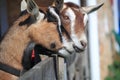 Pair Two Goats Royalty Free Stock Photo