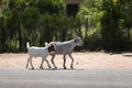 A pair of goats trotting freely along a road in rural Namibia Royalty Free Stock Photo