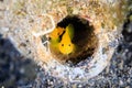 A pair of Gobies look out from an old, discarded glass bottle on Royalty Free Stock Photo