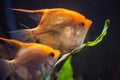 Pair of Gold Pterophyllum Scalare in aquarium, yellow angelfish guarding eggs Royalty Free Stock Photo
