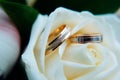 Pair of gold rings on rosebud, close up. Two golden wedding rings laying on light beige roses, blurred background, soft focus Royalty Free Stock Photo