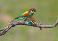 A pair of golden bee-eaters mate on