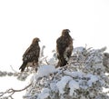 Golden Eagle, Aquila chrysaetos Royalty Free Stock Photo