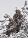 Pair of Golden Eagles