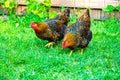 Pair of Golden Laced Wyandot Chickens