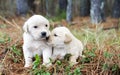 Pair of Golden Retriever Puppies Royalty Free Stock Photo