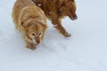 Pair of Golden Retrievers plays in the snow. Royalty Free Stock Photo