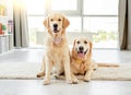 Pair of golden retrievers wearing handkerchiefs