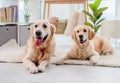 Pair of golden retrievers wearing handkerchiefs