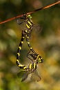 Pair of golden ringed dragonfly mating in sunlight