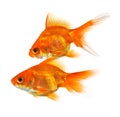 Pair of goldfish