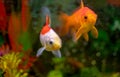 Pair of goldfish in a tank