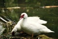 A pair of gooses relaxing by the pond.