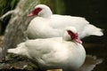 A pair of gooses relaxing by the pond.