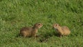 A pair of gophers sitting in the green grass, a married couple of animals
