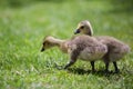 A Pair of Goslings