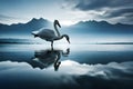 A pair of graceful swans gliding on a glassy lake, leaving ripples in their wake