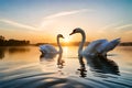 A pair of graceful swans gliding on a glassy lake.