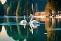 A pair of graceful swans gliding on the glassy surface of a serene lake