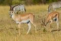 Pair Grants Gazelle