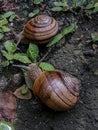 A pair of grape snails Royalty Free Stock Photo