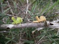 Pair of grasshopper on branch in Swaziland