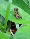 Pair of Grasshopper Making Love On Vibrant Green Leaf in the Rainforest Royalty Free Stock Photo