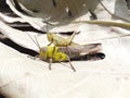 a pair of grasshoppers mating on a dry leaf