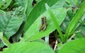 Pair of Grasshoppers Mating On Green Leaf in the Rainforest