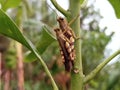 a pair of grasshoppers stuck to a mango tree