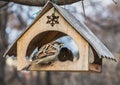 A pair of gray and brown sparrows eats in an old yellow bird and squirrel feeder house from plywood in the park